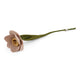 Narcis Bloem - Lichtroze - Groot