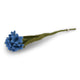 Korenbloem - Helderblauw