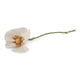 Papaver Bloem - Wit