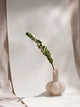 Vingerhoedskruid Bloem - Wit