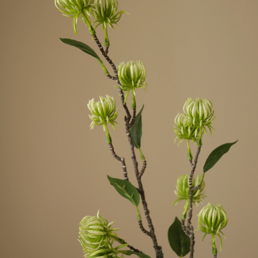 Bloem - Groene Hamamelis tak