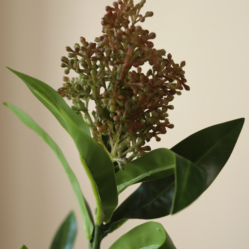 Bloem - Roze Skimmia bes tak