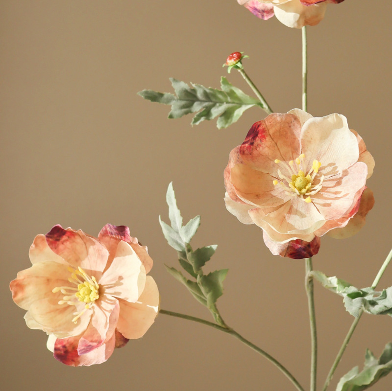 Bloem - Roze Klaproosbloem