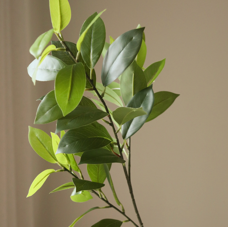 Bloem - Groene Ruscusbladeren