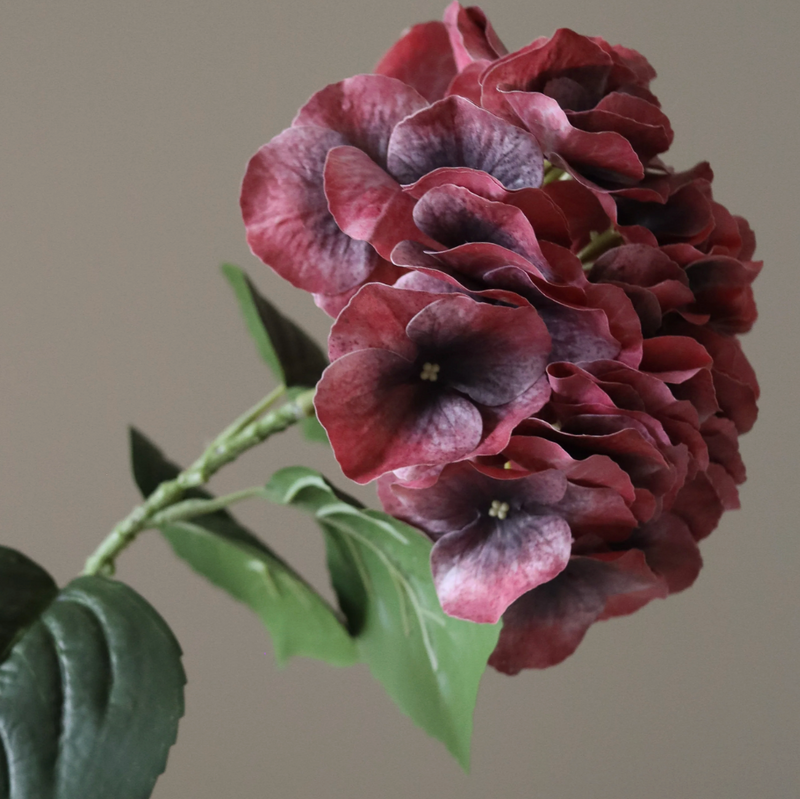 Bloem - Bourgondische hortensia bloem