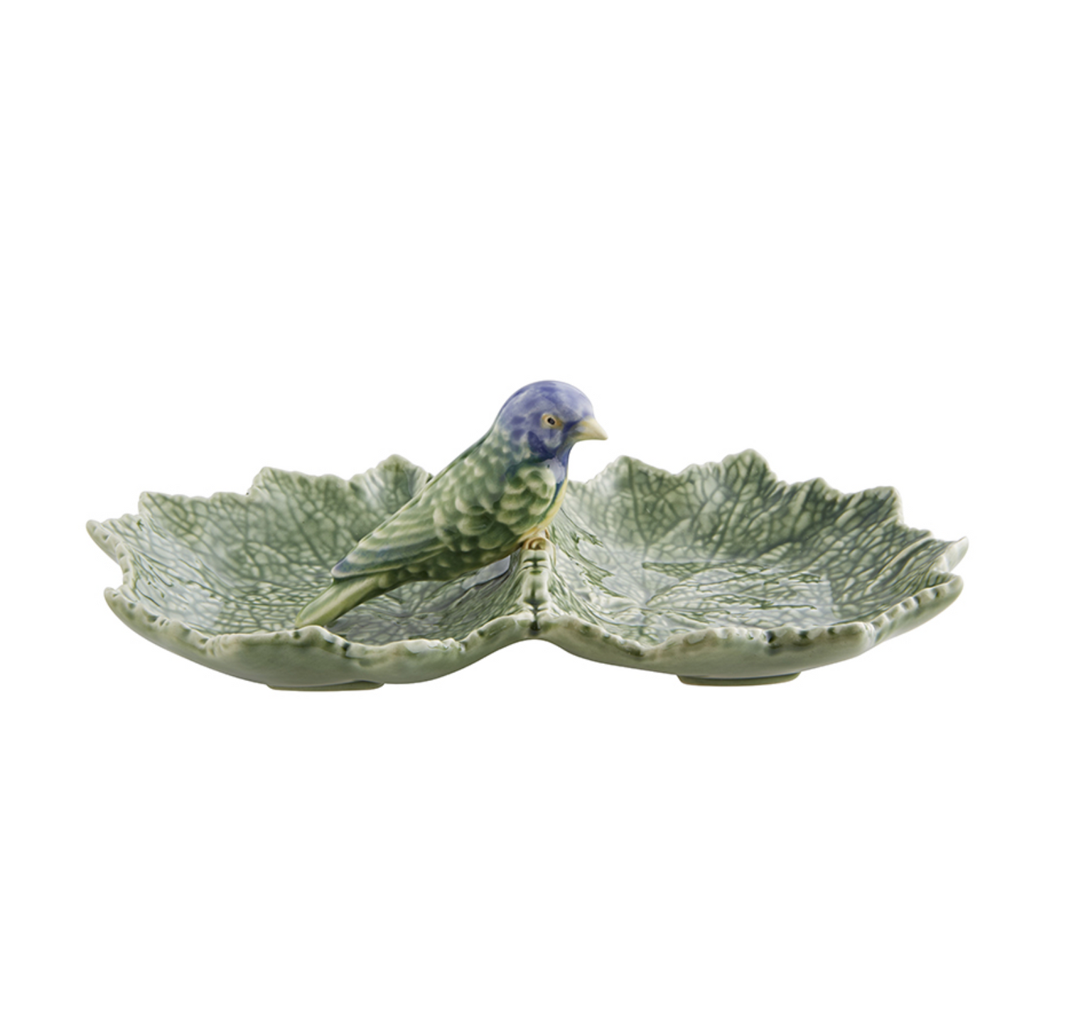 Cinerária – Dubbel Blad met Blauwe Vogel